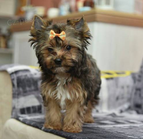 Jork��rsk� teri�r