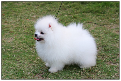 Pomeranian tata s PP.