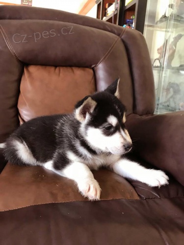 alaskan malamute tata