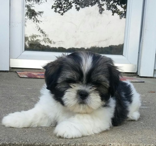 tata Lhasa Apso