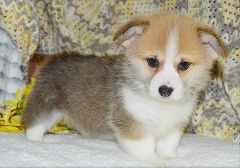 ttka Pembroke Welsh Corgi