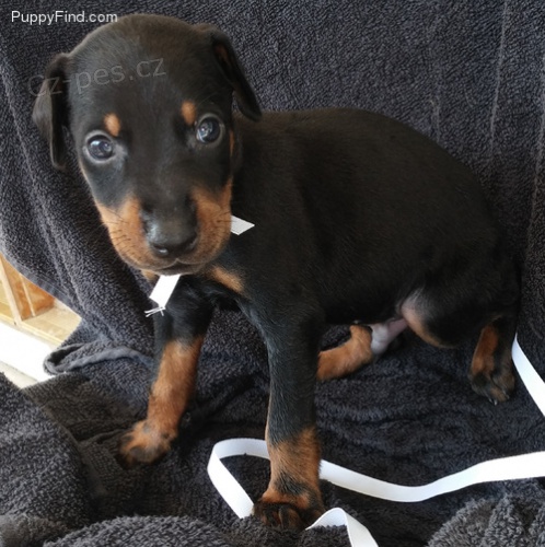 kvalitn� doberman �t��ata