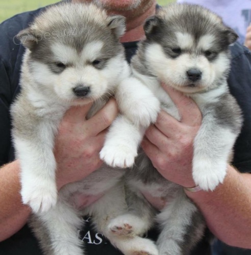 100% tata Alaskan Malamute