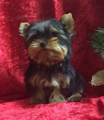 P��telsk� Yorkie �t��ata. 