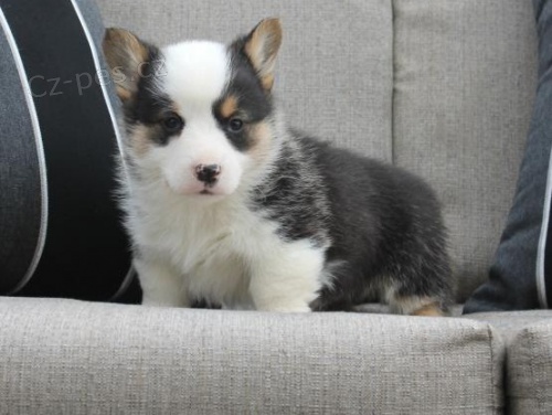 tata z kvalitn welsh Corgi (Pembroke) potebuj nov domovy