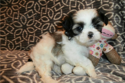 Shih Tzu tata s PP.