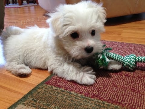 �t��ata socializovan�ch maltsk�ch