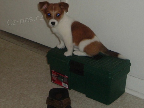 Jack Russell Teri�r na prodej s PP