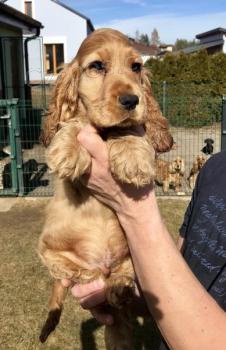 Anglick� kokr�pan�l na prodej s PP