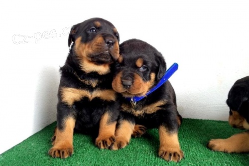 Rottweiler tata jsou k dispozici s PP.