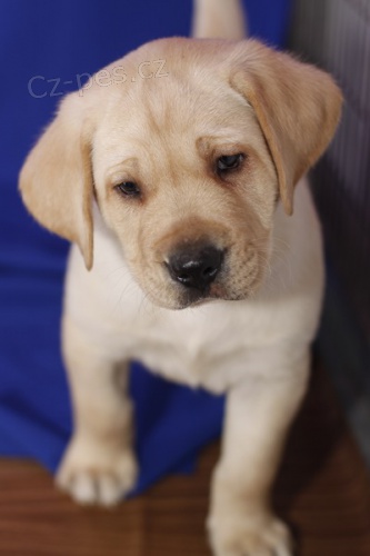 tata Labradorsk retriever