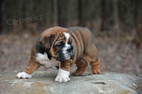 Purebred �t���tka buldok�.