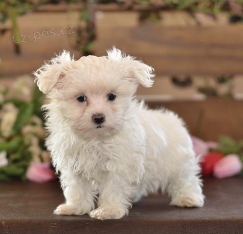 Odch�zej�c� malt�t� �t��ata k prodeji