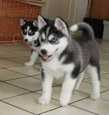 �istokrevn� sibi�sk� husky �t��ata