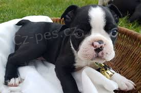 Boston Terrie �t��ata