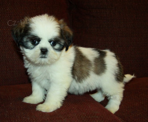 Shih Tzu tata s PP.