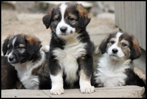 neuv��iteln� roztomil� pomocn�k (atlas horsk� pes) �t��ata