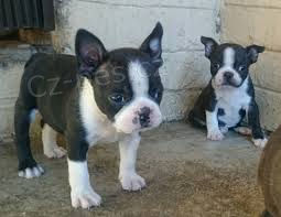 �t���tka Boston Terrier �t��ata na prodej