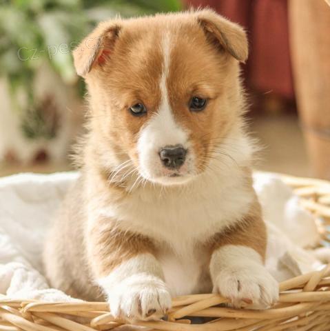 tata Pembroke Welsh Corgi