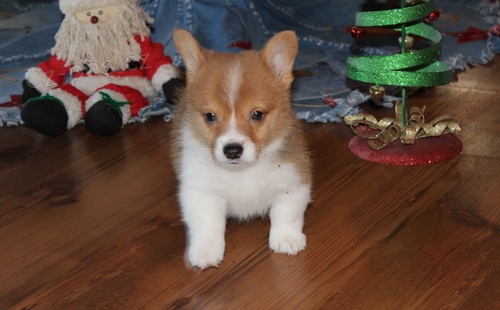 tata Pembroke Welsh Corgi