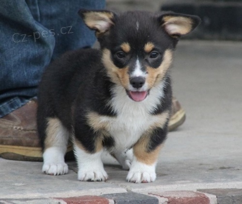 tata Pembroke Welsh Corgi