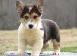 Pembroke Welsh Corgi s pp