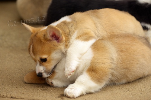 Roztomil Pembroke Welsh Corgi tata na prodej