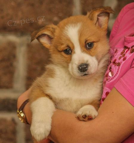 Pembroke welsh corgi tata