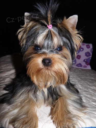 �t��atka yorkshirsk�ho terri�ra