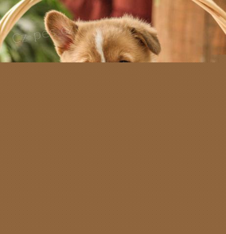 Dobe trnovan Pembroke welsh Corgi ttka