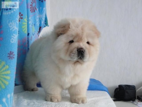 tata Chow Chow