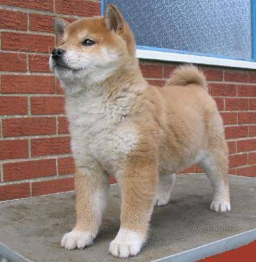 Rozkon ttka Shiba Inu