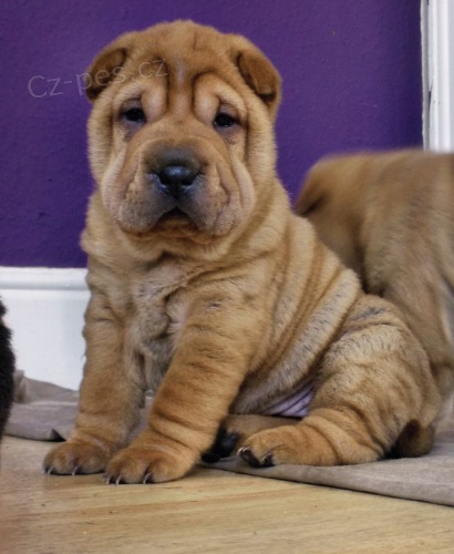 Shar Pei ttka samci a samici