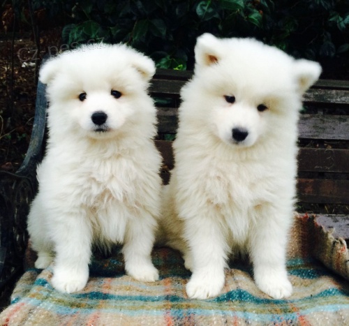 Velkolep a sladk Samoyed tata pipraveni