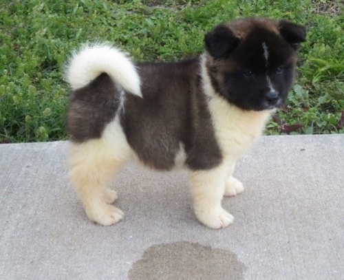 tata Akita inu