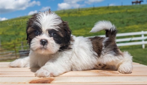 Shih Tzu tata na prodej