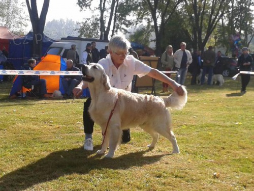 Zlat� retr�vr s PP �t���tka