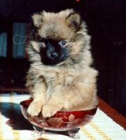 N�meck� �pic mal� oran�ov�, kr�mov�