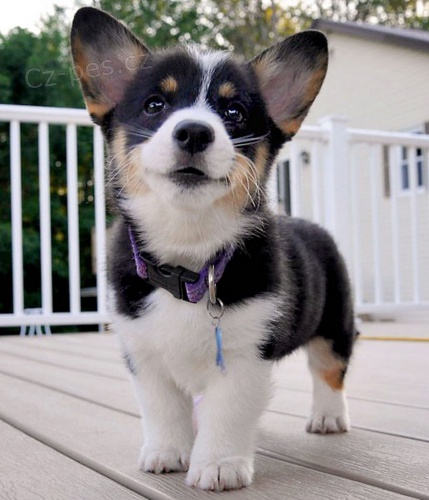 Zdrav  welsh Corgi  Pembroke tata