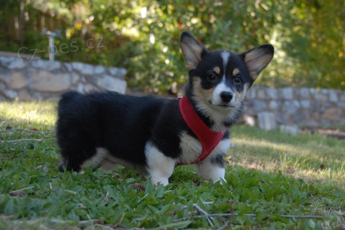 Vycvien a okovan teniatka welsh corgi pembroke