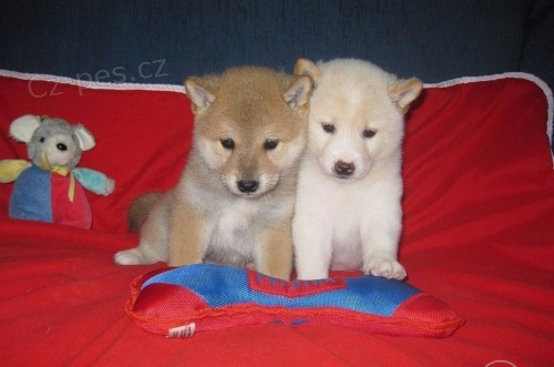 tata Shiba Inu jsou k dispozici, //