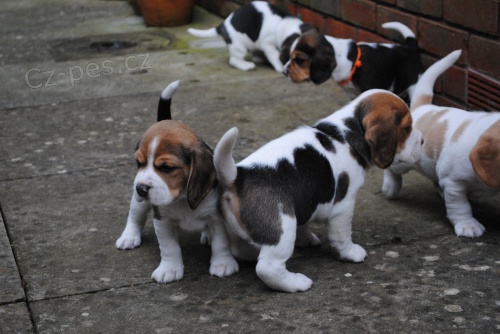 Beagle tata k dispozici na Vnoce.