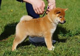 tata Akc Shiba Inu pro adopci