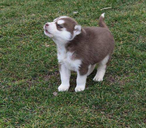 Velmi zdrav sibisk husky tata