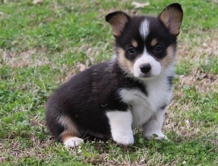 Vel�sk� �t��ata Pembroke Corgi.