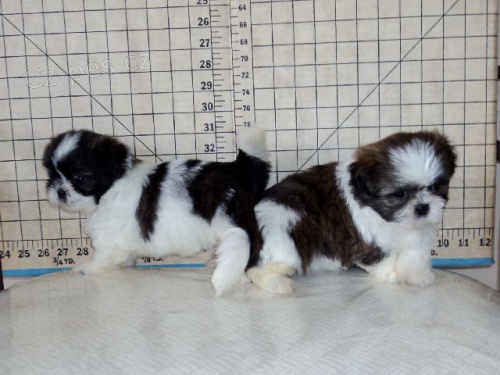 ttka shih-tzu s PP (shi-tzu)