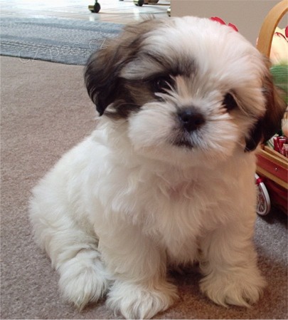 ttka shih-tzu s PP (shi-tzu)