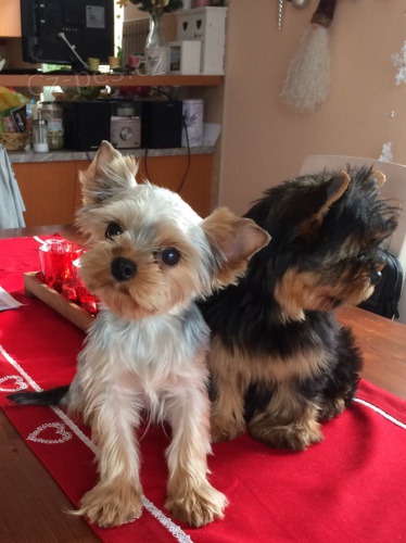 Jork��rsk� terier fene�ky s PP