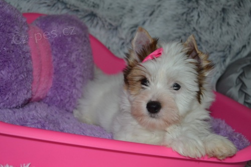 Jork��rsk� teri�r s PP