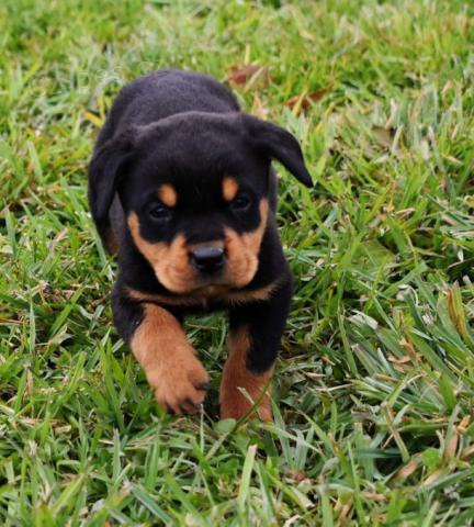 Okouzlujc tn rottweiler